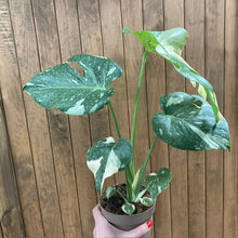 Kép betöltése a galériamegjelenítőbe: Monstera deliciosa “Thai constellation” 1.
