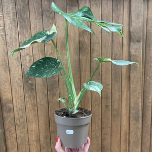 Monstera deliciosa “Thai constellation” 2.