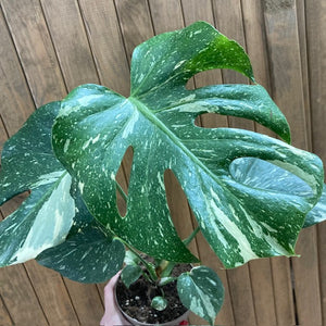 Monstera deliciosa “Thai constellation” 2.