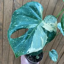 Kép betöltése a galériamegjelenítőbe: Monstera deliciosa “Thai constellation” 2.
