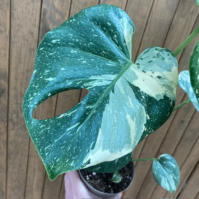 Monstera deliciosa “Thai constellation” 2.