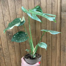 Kép betöltése a galériamegjelenítőbe: Monstera deliciosa “Thai constellation” 2.
