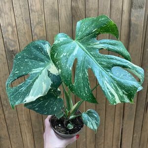 Monstera deliciosa “Thai constellation” 2.