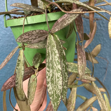 Kép betöltése a galériamegjelenítőbe: Hoya sigillatis - Viaszvirág akasztós cserépben - Tropical Home 
