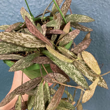 Kép betöltése a galériamegjelenítőbe: Hoya sigillatis - Viaszvirág akasztós cserépben - Tropical Home 

