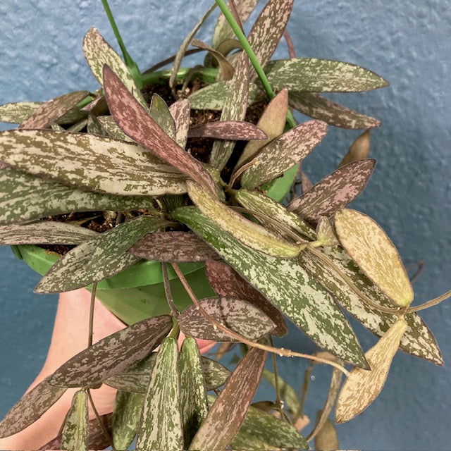 Hoya sigillatis - Viaszvirág akasztós cserépben - Tropical Home 