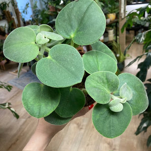 Peperomia incana