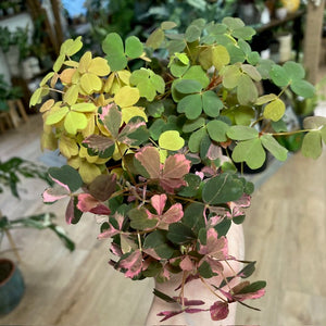 Oxalis vulcanicola trio