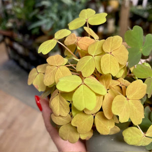 Oxalis vulcanicola trio