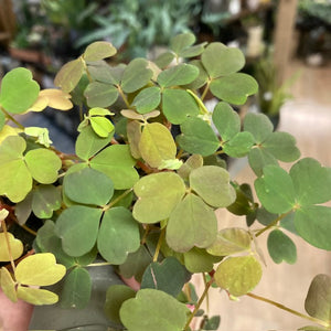 Oxalis vulcanicola trio