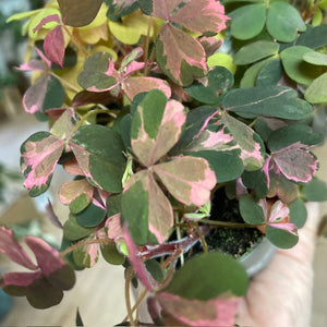 Oxalis vulcanicola trio