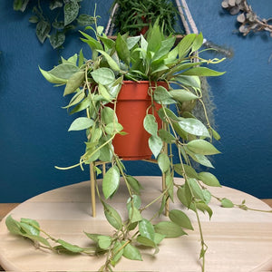 Hoya lacunosa mint - Tropical Home 