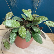 Kép betöltése a galériamegjelenítőbe: Ritka hoyák csomagban - Lacunosa mint, Sigillatis AH001, Callistophylla - Tropical Home 
