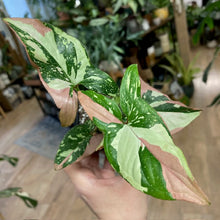 Kép betöltése a galériamegjelenítőbe: Syngonium &quot;Red spot tricolor&quot; 4.
