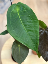 Kép betöltése a galériamegjelenítőbe: Last Day Flash Sale - 1. csomag -35% kedvezmény
