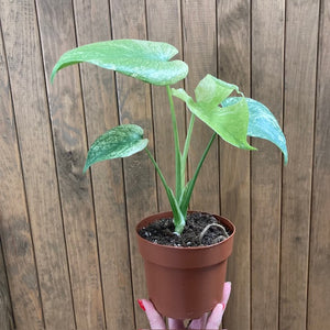 Monstera deliciosa "Mint" 3.