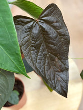 Kép betöltése a galériamegjelenítőbe: Last Day Flash Sale - 1. csomag -35% kedvezmény
