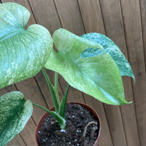 Monstera deliciosa "Mint" 3.