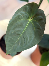 Kép betöltése a galériamegjelenítőbe: Last Day Flash Sale - 1. csomag -35% kedvezmény
