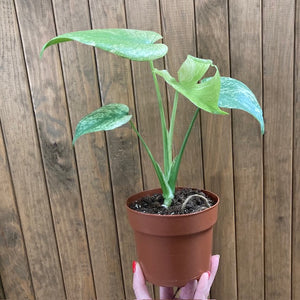 Monstera deliciosa "Mint" 3.