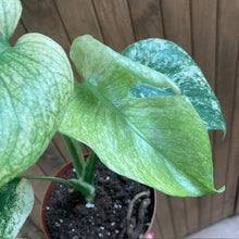 Kép betöltése a galériamegjelenítőbe: Monstera deliciosa &quot;Mint&quot; 3.
