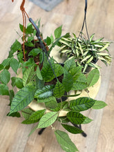 Kép betöltése a galériamegjelenítőbe: Last Day Flash Sale - 2. csomag -35% kedvezmény
