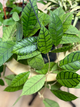 Kép betöltése a galériamegjelenítőbe: Last Day Flash Sale - 2. csomag -35% kedvezmény
