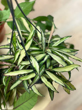 Kép betöltése a galériamegjelenítőbe: Last Day Flash Sale - 2. csomag -35% kedvezmény
