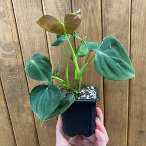 Philodendron lupinum