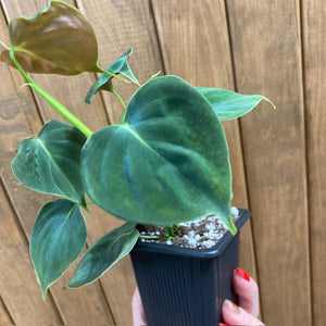 Philodendron lupinum