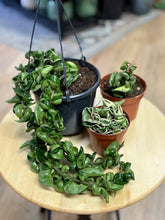 Kép betöltése a galériamegjelenítőbe: Last Day Flash Sale - 4. csomag -35% kedvezmény
