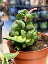 Kép betöltése a galériamegjelenítőbe: Last Day Flash Sale - 4. csomag -35% kedvezmény
