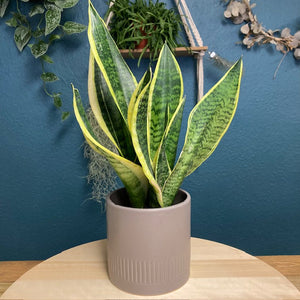 Sansevieria trif. "Futura superba" - Anyósnyelv