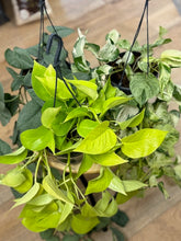 Kép betöltése a galériamegjelenítőbe: Last Day Flash Sale - 5. csomag -35% kedvezmény
