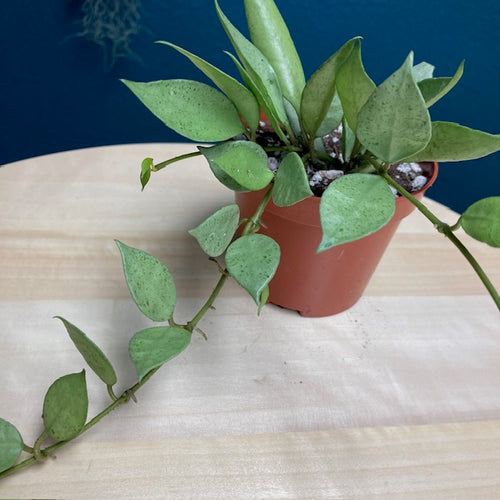Hoya lacunosa mint - Tropical Home 