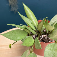 Kép betöltése a galériamegjelenítőbe: Hoya lacunosa mint - Tropical Home 
