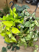 Kép betöltése a galériamegjelenítőbe: Last Day Flash Sale - 5. csomag -35% kedvezmény
