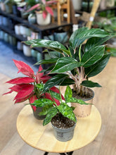 Kép betöltése a galériamegjelenítőbe: Last Day Flash Sale - 6. csomag -25% kedvezmény
