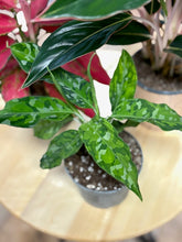 Kép betöltése a galériamegjelenítőbe: Last Day Flash Sale - 6. csomag -25% kedvezmény
