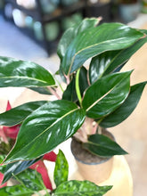 Kép betöltése a galériamegjelenítőbe: Last Day Flash Sale - 6. csomag -25% kedvezmény
