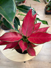 Kép betöltése a galériamegjelenítőbe: Last Day Flash Sale - 6. csomag -25% kedvezmény
