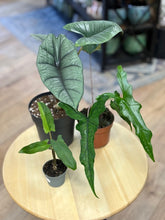 Kép betöltése a galériamegjelenítőbe: Last Day Flash Sale - 8. csomag -25% kedvezmény
