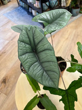 Kép betöltése a galériamegjelenítőbe: Last Day Flash Sale - 8. csomag -25% kedvezmény
