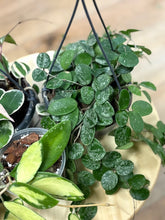 Kép betöltése a galériamegjelenítőbe: Last Day Flash Sale - 7. csomag -35% kedvezmény
