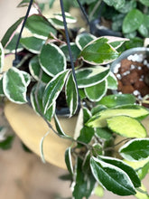 Kép betöltése a galériamegjelenítőbe: Last Day Flash Sale - 7. csomag -35% kedvezmény
