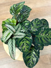 Kép betöltése a galériamegjelenítőbe: Last Day Flash Sale - 9. csomag -25% kedvezmény
