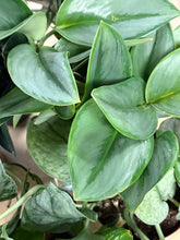 Kép betöltése a galériamegjelenítőbe: Last Day Flash Sale - 10. csomag -40% kedvezmény
