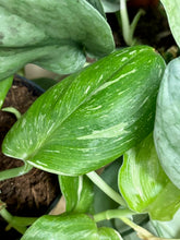 Kép betöltése a galériamegjelenítőbe: Last Day Flash Sale - 10. csomag -40% kedvezmény
