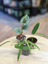 Kép betöltése a galériamegjelenítőbe: Last Day Flash Sale - 11. csomag -30% kedvezmény
