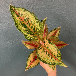 Aglaonema "Painted celebration" - Rákvirág - Chinese Evergreen - Tropical Home 